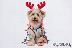 Christmas Dog Clipart Bundle PNG Product Image 11