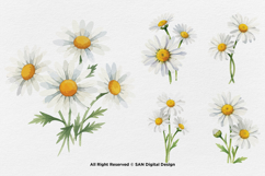 15 Bundle Watercolor Daisy Flower White Floral Chamomile Product Image 7