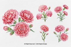 15 Bundle Watercolor Carnations Flower Botanical Bouquet Product Image 7