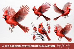 Red Cardinal Watercolor Sublimation Clipart Product Image 1