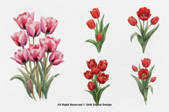 15 Bundle Watercolor Tulips Flower Botanical Painting Spring Product Image 7