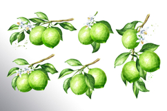 Lime citrus. Watercolor collection Product Image 8