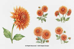 15 Bundle Watercolor Dahlia Flower Blossom Orange Floral Product Image 7