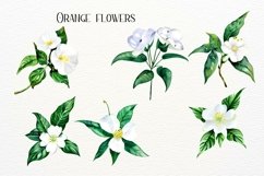 Oranges Illustration, Orange Flowers, Watercolor Tangerine Product Image 7