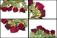 30 Dead Red Roses Floral Flower Background Dried Sadness
