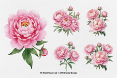 15 Bundle Watercolor Pink Peony Flower Blush Romantic Product Image 7