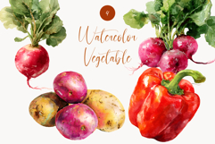 Watercolor Vegetable Clipart Radish, Potato &amp; Red Pepper Product Image 1