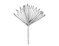 Palm Leaves svg, Botanical png Product Image 12