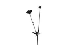 Botanical bundle - svg, png Product Image 10