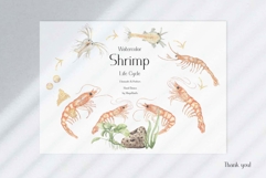 Watercolor Shrimp Life Cycle Set Bundle Product Image 6