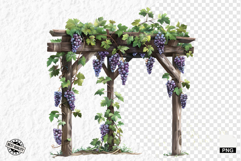 Summer Grapes Vine Clipart Product Image 1