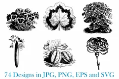 74 Woodcut Vintage Floral and Garden Illustration Collection Product Image 8