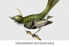 Bird Clipart Vintage Flycatcher Product Image 4