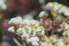Stock Photo - Bright flower close-up on a summer day Product Image 1