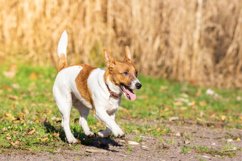Jack Russell Terrier Product Image 1