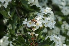 24x Beautiful backgrounds of flowering trees Product Image 8