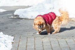 Small little Pekingese dog in winter Product Image 1