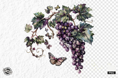 Summer Grapes Vine Clipart Product Image 1