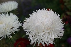 white asters in the garden Product Image 1