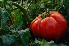 Vibrant Big red tomato. Generate Ai Product Image 1