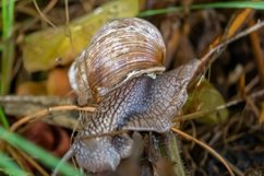 Big garden snail in shell crawling on wet road hurry home Product Image 2