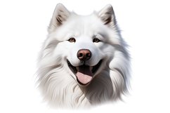 American Eskimo Dog Clipart | Watercolor Dog Clipart PNG Product Image 1
