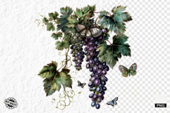 Summer Grapes Vine Clipart Product Image 1