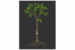 Natural rubber tree Hevea brasiliensis. Product Image 1