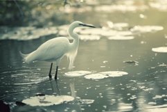 Filthy Bird in dirty pond water. Generate ai Product Image 1