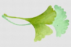 Ginkgo biloba plain green watercolor png Product Image 2