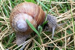 Big garden snail in shell crawling on wet road hurry home Product Image 5