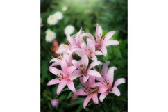Stock Photo - Flowers of pink lilies in the garden Product Image 1