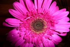 Bright gerbera flower in contrast lighting. Product Image 1