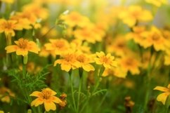 Stock Photo - Meadow flowers marigold Product Image 1