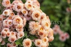 Chrysanthemum flowers on a blurred background. Product Image 1