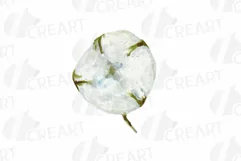 Cotton bolls and fir branch leafy autumn and winter decor Product Image 3