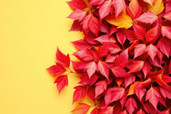Red Leaf Yellow Background Product Image 1
