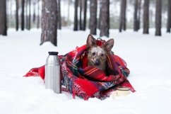 Little dog with big ears wrapped in red checkered plaid. Product Image 1