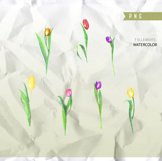 Tulip Watercolor clipart, flower clipart, wedding clipart Product Image 3