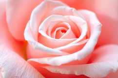 Pink Rose Background Product Image 1