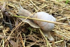 Big garden snail in shell crawling on wet road hurry home Product Image 5
