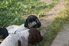 Little spaniel puppies Product Image 1