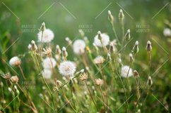Dandelions in backlight on green meadow Product Image 1