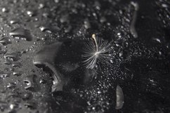 Dandelion Product Image 1