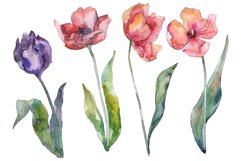 Bouquet of prometheus tulip Watercolor png Product Image 1