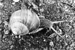 Big garden snail in shell crawling on wet road hurry home Product Image 22