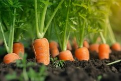 Fresh organic carrots growing in soil Product Image 1