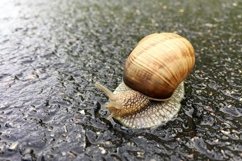 Big garden snail in shell crawling on wet road hurry home Product Image 15