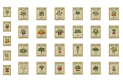 Spring Vegetable Seeds Packet Clipart Product Image 2