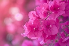 Vibrant bougainvillea blossoms on blurred background Product Image 1